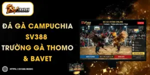 Đá Gà Campuchia SV388 – Trường Gà Thomo & Bavet